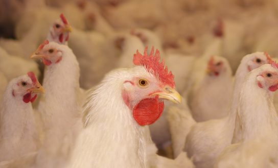 Chicken Farm, eggs and poultry production