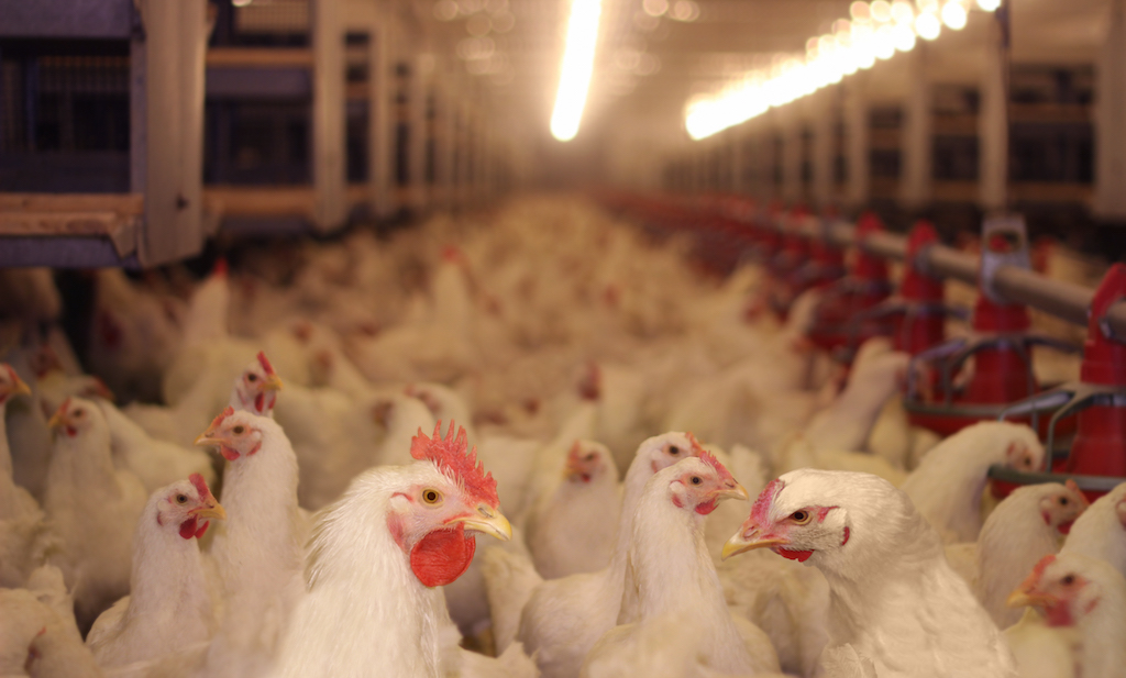 Chicken Farm, eggs and poultry production