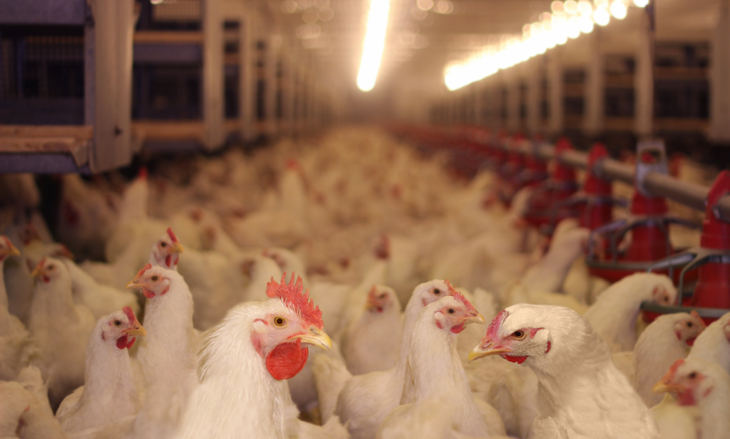 Chicken Farm, eggs and poultry production
